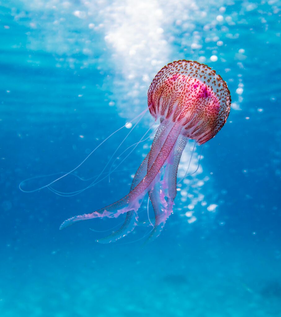 Close-up of a vibrant jellyfish gracefully swimming in the clear waters of Illes Balears, Spain.